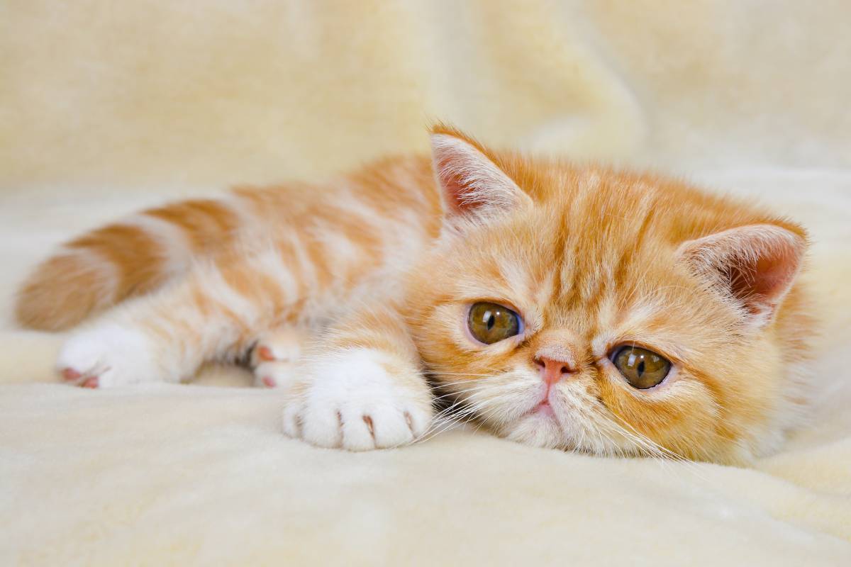 Orange shops and white cat long hair